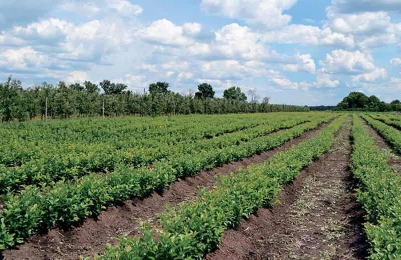Ряди зелених ягідних кущів на полі під хмарним небом